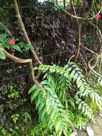 Lush greenery intertwines with climbing vines and a green wire fence. Deep purple foliage contrasts against vibrant green ferns and moss-covered ground. A bright pink flower punctuates the scene, perched on a sturdy vine. The composition suggests a wild, overgrown garden or a thriving ecosystem supported by a fence structure.