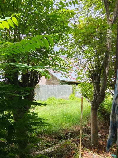 This image depicts a view through lush green foliage, characteristic of Merbopuntong, Indonesia. The foreground is dominated by the branches and leaves of two trees, casting dappled shadows. Beyond the trees, a light-colored concrete wall stretches horizontally across the mid-ground, separating the viewer from a small courtyard or yard. The yard is filled with tall, vibrant green grass and some dried brown vegetation. In the background, a building with a corrugated metal roof, showing patches of red and white, is visible. The roof appears to be aged, with some rust evident. The overall impression is one of a semi-rural or suburban environment in Indonesia, with abundant plant life and modest structures. There are no people or animals visible in the image.