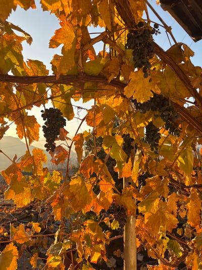 A low-angle shot showcases a vibrant grape vine. Bunches of ripe, dark grapes hang amid leaves tinged with orange, yellow, and green, backlit by sunlight. The vine appears to be climbing a structure, parts of which are visible at the edges. The overall mood is warm and autumnal.