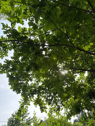 This is a low-angle, full-frame shot looking up through the canopy of a large oak tree. The leaves are a vibrant green and partially obscure the bright sky, through which the sun's rays are breaking. The branches of the oak tree are dark brown and spread out across the frame. In the distance, a lighter green deciduous tree is visible against the sky, and further still, the tops of buildings and power lines suggest an urban or suburban setting, consistent with Poroshkino, Russia. There are no people or animals visible in the image. The overall impression is one of a sunny day with dappled light filtering through the leaves.