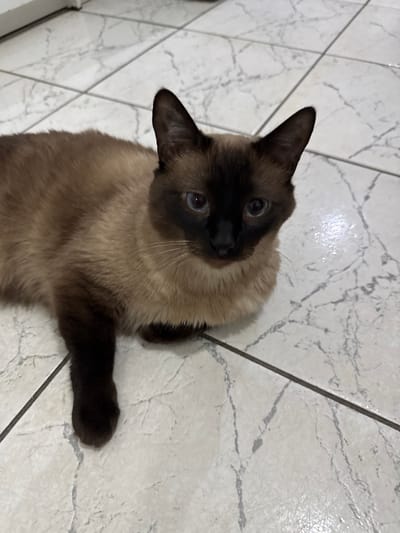 A Siamese cat rests on a tiled floor, its body angled slightly towards the camera. The cat's coat is a mix of cream and dark brown, with a dark face, ears, and paws. Its bright blue eyes are fixed on the viewer, giving the impression of attentive curiosity. The tile floor has a subtle marbled pattern, providing a neutral backdrop. One front paw is extended slightly, adding to the relaxed yet alert posture.