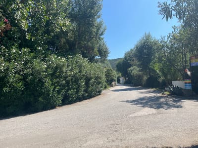 The image shows a paved road in Toroni Municipal Unit, Greece, lined with lush green trees and bushes. The road curves gently to the right, leading towards a small white building in the distance. The sky is a clear, bright blue. On the right side of the road, there is a signpost with multiple colored panels indicating different areas such as "Kiosk Area," "Elia Area," and "Levanta Area." A large agave plant is visible near the signpost. The overall scene depicts a sunny, natural environment, likely a pathway within a resort or park area. There are no people or animals visible in the frame.