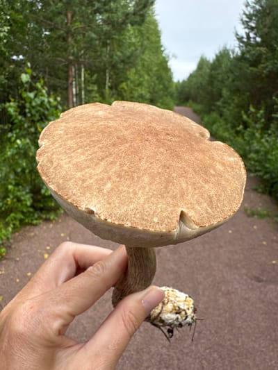 A person's hand holds a large brown mushroom, showing its cap, stem, and roots. The mushroom is positioned in the foreground, with a dirt path and a forest visible in the background. The path is lined with green trees on both sides, and the sky is overcast. The location is Peski, Russia.