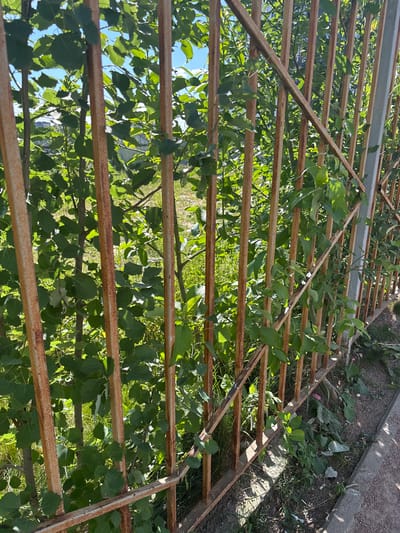 The image shows a close-up view of a rusty metal structure, possibly a fence or part of a gate, overgrown with green leaves and branches. The metal bars are horizontal and appear weathered, with visible rust. Diagonal braces add to the structure's framework. The foliage is dense, obscuring much of what lies beyond, but glimpses of blue sky and green vegetation are visible through the gaps. In the lower right corner of the original image, a concrete curb and some gravelly ground with weeds are visible, suggesting an outdoor setting. The lighting indicates it is daytime, with shadows cast by the structure and foliage. The scene is likely in a natural or semi-natural outdoor environment. No people or specific activities are depicted. No text is visible in the image. The location context provided is Koltushi, Russia.