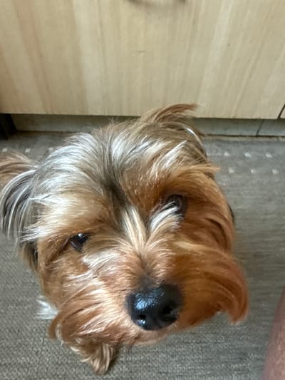 A close-up, high-angle shot shows the head of a small, tan and gray Yorkshire Terrier looking up and to the right. The dog's fur is slightly disheveled. The background consists of a light-colored wooden surface above and a textured, light brown carpet below. The scene appears to be indoors, possibly in a home in Rudamina, Lithuania.