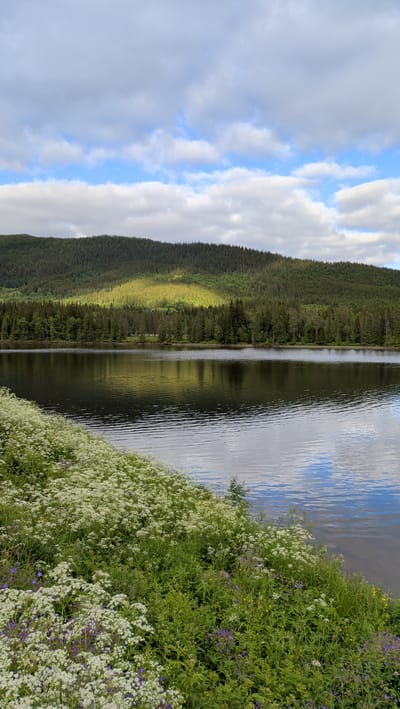 The image shows a serene natural landscape with a body of water in the foreground and a forested hill in the background. The water is calm and reflects the sky and the trees on the opposite bank. The foreground is lush with green vegetation and dotted with white and purple wildflowers, suggesting a spring or summer season. The hill behind the water is covered in dense green forest. A patch of sunlight illuminates a section of the forest on the hill, creating a bright, golden hue. The sky is partly cloudy with patches of blue visible. The scene evokes a peaceful and natural atmosphere. The location is identified as Namsskogan, Norway.