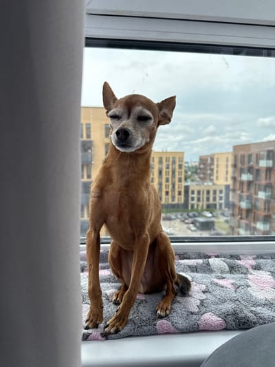 A miniature pinscher dog is sitting on a patterned blanket on a windowsill, looking out at a city landscape. The dog is reddish-brown with graying fur around its muzzle and has its eyes partially closed. The windowsill overlooks a dense urban environment with several multi-story buildings visible in the background. The sky above is overcast. The image appears to have been taken from inside an apartment or building, with a curtain on the left side of the frame partially obscuring the view. The location is identified as Vlasikha, Russia.