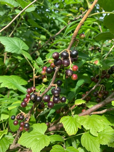 The image shows a close-up view of blackcurrant bushes growing outdoors in Pokotylivka, Ukraine. The focus is on a branch laden with ripening blackcurrants, varying in color from deep purple-black to reddish-purple and some still green. The berries are clustered together, some fully ripe and others in earlier stages of development. Green leaves of the currant bush, with their characteristic serrated edges, surround the berries. The lighting suggests it is a sunny day, with sunlight dappling through the leaves and highlighting the glossy surfaces of the berries. The background is filled with more foliage, indicating a dense, natural setting. The image captures a moment of abundant growth in what appears to be a garden or natural environment. There is no visible text in the image.