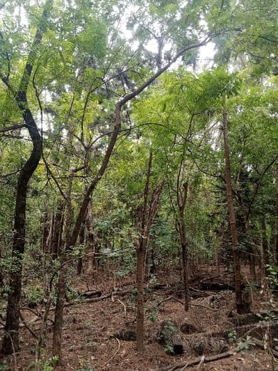 The image displays a dense forest or woodland located in ziwa La Ng'ombe ward, Kenya. The scene is dominated by numerous trees with various trunk thicknesses and green foliage, creating a thick canopy overhead that allows glimpses of a bright, diffused sky. The forest floor is covered extensively with a layer of dry brown leaves, twigs, and numerous fallen branches and logs in different states of decomposition. Several large, dark brown tree trunks rise vertically, some exhibiting curved forms or exposed bark textures. No individuals, animals, or man-made objects are visible within the frame. The lighting is natural and appears filtered by the dense overhead canopy, illuminating the environment uniformly.