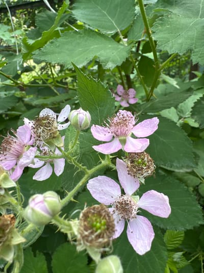 A close-up, eye-level, vertical shot focuses on a blackberry bush in bloom, with several delicate pink flowers and buds scattered amongst lush green leaves. The flowers feature five petals each, with a prominent center of brown stamens. Some of the flowers show signs of wilting or having already dropped their petals, revealing developing fruit structures. Thorny stems are visible, characteristic of a blackberry plant. The background consists of more green foliage and a hint of a fence or wire structure, suggesting an outdoor, possibly garden or natural setting. The location is described as Koklaisai, Kazakhstan.