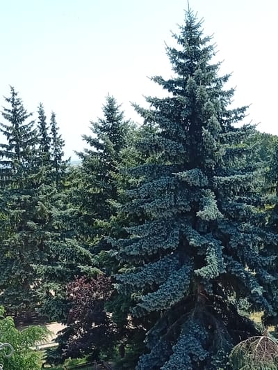 The image shows a dense stand of evergreen trees, predominantly spruce, with some deciduous trees visible in the background. The sky is a pale blue and appears clear, with a few small, distant objects that might be birds. The overall scene is natural and outdoors, likely in a park or forested area. The image was taken in Rezina, Moldova.