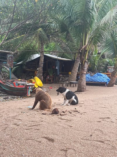 This media file captures a rustic beach scene in Koh Tao, Thailand, during the daytime. The image features a stretch of sandy shore on the right, leading towards lush tropical vegetation and some informal structures on the left.
In the foreground, two dogs are the main subjects, both appearing to sniff the sand. One dog, with brown and tan fur, is positioned closer to the viewer, facing towards the left. A black and white dog is slightly further back, facing towards the right. A dark, natural object, possibly a coconut husk, lies on the sand near the black and white dog.
Behind the dogs, a small, colorful wooden boat, possibly a longtail boat, is partially visible, beached near the vegetation line. Dominating the left side of the frame are several tall palm trees with green fronds, indicative of a tropical environment. Nestled among these trees are simple, makeshift structures or shacks. One structure has a dark tarp or roofing, while another area features a blue and white striped tarp draped over something, suggesting a stall or resting area. Yellow objects, possibly buoys or small kayaks, are scattered near the structures and the boat. A black punching bag hangs near one of the shacks, adding to the informal, lived-in feel of the scene.
The lighting suggests it's daytime, possibly overcast or with diffused sunlight, as there are no harsh shadows. No people are visible, and there is no clearly legible text on any signs or objects. The scene conveys a tranquil, natural, yet slightly developed beach environment typical of tropical islands.