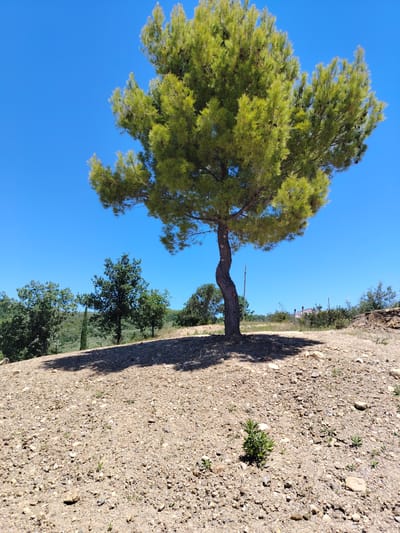 The scene depicts a solitary pine tree in Ceraso, Italy, positioned on a gravelly, sun-drenched slope. The tree has a curved trunk and a dense, round canopy of green needles. Its shadow is cast on the ground directly beneath it. In the background, there are other trees and some vegetation, suggesting a rural or semi-rural setting. The sky is a clear, bright blue. There are no people or other apparent animals. The location is sparsely vegetated, with rocks and small plants scattered across the ground. A faint building or structure is seen in the distance.