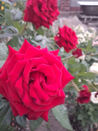 This media file is a close-up photograph of several red roses in bloom. The foreground is dominated by a large, fully opened red rose, showcasing its velvety petals arranged in intricate layers. To the left, another red rose is partially visible, also in full bloom. In the background, out of focus, are more red roses, some appearing to be buds or less fully opened flowers, along with some white flowers and green foliage. The setting appears to be a garden or floral display. The lighting suggests it might be daytime, possibly overcast given the soft, diffused light. There are no people visible, and no text is present in the image. The scene evokes a sense of natural beauty and the vibrant colors of the roses suggest a lush and healthy environment. The location context provided, Гүлдала, Kazakhstan, places the scene in a specific geographical area.