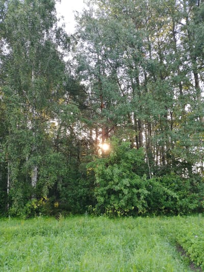 This image depicts a sunlit forest edge with a meadow in the foreground. The trees are a mix of deciduous and coniferous, with lush green foliage. Sunlight filters through the leaves, creating a dappled effect and a bright sunburst is visible in the center-left of the image. The meadow is covered in dense, tall green grass. The scene appears to be in a rural or natural setting, possibly on the outskirts of the village of Novapahostski Selski Savet, Belarus. There are no people or animals visible in the image. The overall impression is one of natural beauty and tranquility.