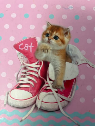 A close-up, eye-level shot features a ginger kitten with blue eyes nestled inside a pair of pink high-top canvas sneakers. The kitten is looking towards the viewer with its right paw raised. The sneakers are laced with white laces. The background is a pink surface with a pattern of white and light blue polka dots, and a wavy pattern of pink and light blue at the bottom. The word "Cat" is written in purple lettering on the tongue of the left sneaker. The image does not contain any information that can be used to determine its location in the city of Zhigalovo, Russia.