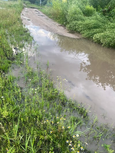 This image depicts a flooded dirt road with standing water and mud, likely in a rural or undeveloped area of Заволжский, Russia. The road is surrounded by dense green vegetation, including tall grasses and some wildflowers. The water on the road reflects the sky and surrounding trees. Several small puddles are visible on the road surface. The scene appears to be an outdoor natural environment.