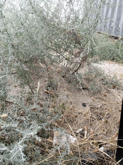 A western black widow spider, Latrodectus hesperus, is visible in the foreground of the image, partially obscured by the branches of a grey-green desert shrub. The spider is positioned on its back, with its characteristic hourglass marking visible on its abdomen. The ground is sandy and dry, with sparse vegetation, including dried grasses and some debris, such as cigarette butts, scattered around. The background shows more of the same vegetation and a corrugated metal fence. The overall scene suggests a dry, possibly neglected outdoor environment within the Таушық ауылдық округі, Kazakhstan.