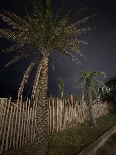 The image captures an outdoor night scene in Sơn Trà Ward, Vietnam. In the left-center foreground, a large palm tree with a textured, segmented trunk stands, its canopy displaying a mix of green and dry brown fronds. Extending from the mid-left to the mid-right is a rustic fence constructed from numerous vertically oriented, irregularly shaped wooden posts. The ground adjacent to the fence is covered with sparse green grass, and a concrete curb is visible along the lower right edge of the frame. A second, smaller palm tree with a slender trunk and similar fronds is positioned behind the fence on the right side. In the far background on the right, illuminated urban buildings or structures are faintly discernible against the dark night sky, which exhibits a soft, diffuse glow from unidentifiable artificial light sources. No individuals or animals are present.