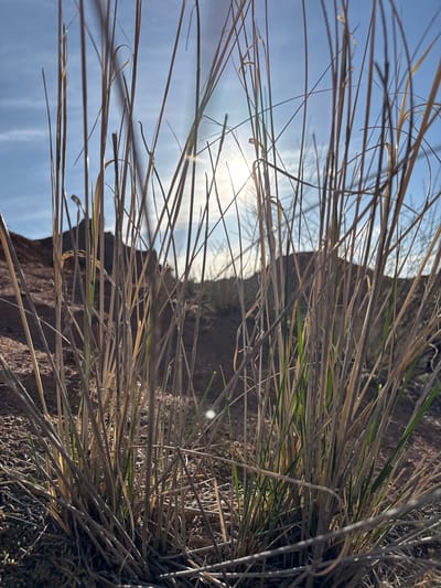 The image captures a close-up, upward-angled perspective of a natural landscape in Tosor, Kyrgyzstan, with the foreground dominated by tall, dry grass interspersed with some green blades. The grass, appearing golden-brown and slightly backlit, extends from the bottom of the frame upwards, creating a textured pattern across the view. Through the sparse blades of grass, large, dark, rocky formations, likely hills or mountains, are visible in the mid-ground, silhouetted against the bright sky. The sky itself is clear and light blue, indicating fair weather. The sun is partially visible in the upper-left area of the sky, creating a strong glare and a noticeable lens flare, suggesting direct sunlight, possibly during morning or late afternoon. There are no people or visible text in the image. The scene conveys a sense of a rugged, natural, and possibly arid or semi-arid environment.