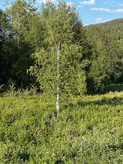 This is a vertically oriented, eye-level, medium shot of a natural outdoor scene. The main subjects are a tall, slender birch tree with white bark and green foliage, and a dense field of green grass and wildflowers in the foreground. The background consists of a heavily wooded hillside that slopes upwards towards a bright blue sky with scattered white clouds. The lighting suggests it is a sunny day, likely late morning or early afternoon, casting dappled shadows through the trees. The overall mood is peaceful and serene, evoking the feeling of a summer day in a rural or mountainous landscape. There is no visible text in the image. The location context provided is Le Sentier, Switzerland.