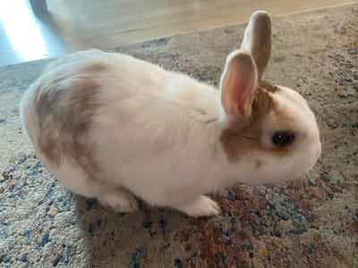 A brown and white rabbit sits on a multicolored rug. The rabbit is facing right with its body angled towards the camera. It has a white body with brown patches on its back and head. Its ears are long and pointed, with brown tips. The rabbit has dark eyes and long white whiskers. The rug has a distressed pattern with various colors including blue, red, yellow, and white. In the background, a wooden floor and furniture are partially visible. The lighting suggests the photo was taken indoors during the day. The image does not contain any information about the location in Przeźmierowo, Poland.
