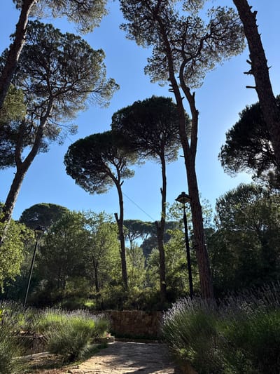 This is an outdoor, eye-level, natural light photograph taken in Bkassine, Lebanon. The image captures a park scene with tall pine trees dominating the upper portion against a clear blue sky. In the foreground, a paved pathway winds through lush greenery, with lavender bushes lining its left side. A stone wall forms a border on the right side of the pathway, where more lavender plants are visible. A black lamppost stands to the right of the pathway, with a tree trunk directly behind it. Sunlight filters through the trees, creating dappled shadows on the ground and illuminating the foliage. The overall impression is of a serene and sunlit park.
