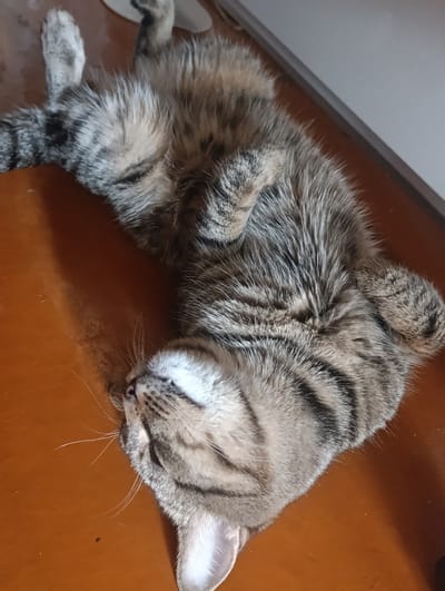 A tabby cat is lying on its back on a brown wooden surface. The cat's eyes are closed, and its paws are curled up. The cat's fur is striped with black and brown. The background is a white wall. The image is taken from a high angle. The scene appears to be indoors, possibly in a home. The city of Zhovti Vody, Ukraine is not depicted in this image.