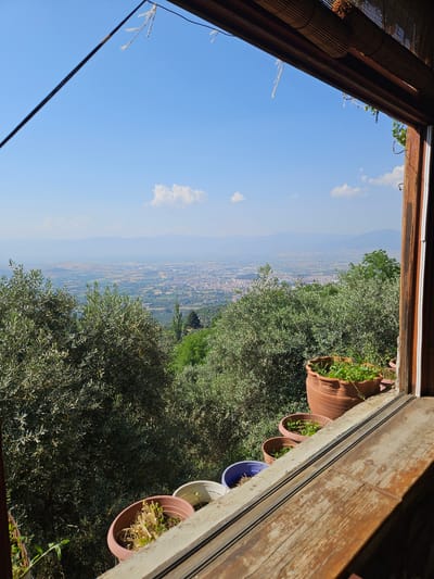 The image presents a panoramic view of the city of Tire, Turkey, and its expansive valley, observed from an elevated perspective through an open window or balcony. The foreground is defined by a wooden window frame, with a dark, diagonal metal bar extending from the upper left. A segment of a bamboo blind is visible along the top edge of the frame. On an exterior concrete ledge, multiple potted plants are arranged: a large terracotta pot containing vibrant green foliage, several smaller terracotta pots with a mix of green and desiccated vegetation, and partially visible blue and white plastic pots. Immediately beyond the ledge, dense olive trees and other green shrubbery obscure the ground, covering the descending terrain. In the midground, the urban sprawl of Tire is visible, characterized by numerous buildings and developed infrastructure, bordered by agricultural land. The distant horizon is marked by hazy mountains and hills. The sky above is clear and bright blue, dotted with scattered white cumulus clouds and a faint aircraft contrail. The scene is illuminated by strong, direct sunlight; no individuals are depicted.