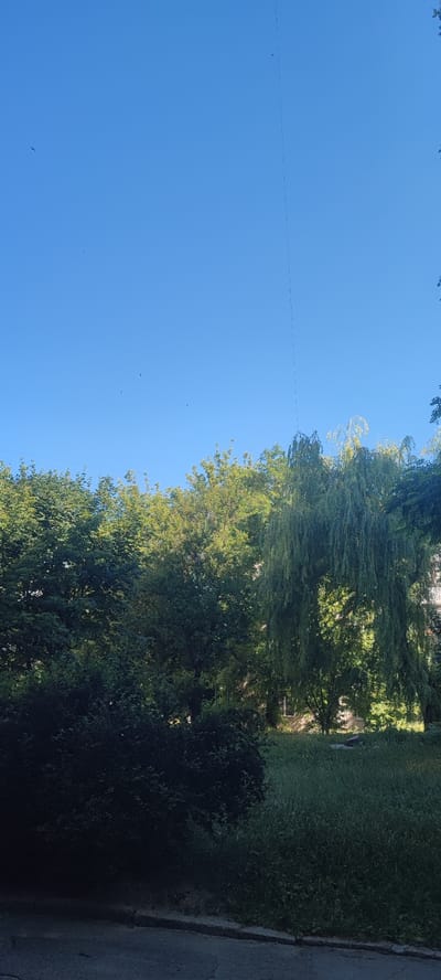 The image captures an outdoor scene on a clear day. The upper portion of the frame is dominated by a bright blue sky, with several small dark specks that appear to be birds in flight. A thin, dark vertical line, possibly a wire or string, extends downwards from the top of the frame.
The lower half of the image features a dense collection of trees. On the left, there are dark green, leafy trees, suggesting a thick canopy. Towards the center and right, there are trees with lighter green foliage, including a prominent weeping willow tree with its long, drooping branches creating a curtain-like effect. In the background, partially obscured by the trees, a building with windows is visible. The ground in front of the trees is covered in a mix of grass and low-lying vegetation. The very bottom of the image shows a portion of an asphalt surface with a curb.
Based on the provided information that this image is located in the city of Svitlovodsk, Ukraine, the scene depicts a park or green space adjacent to a residential area.