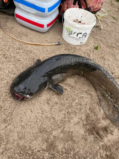 A catfish lies on sandy ground near a white bucket filled with fish parts, a white and blue container, and other fishing equipment. The catfish is dark-colored with visible barbels. The environment appears to be outdoors, likely near a body of water given the fishing context. The sand is coarse and speckled with debris. The bucket has writing on it, partially obscured by a fish. The overall scene suggests a recent catch and preparation of fish. The location is identified as Ust-Belsk, Russia.