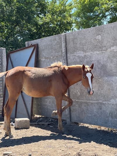 A chestnut horse with a white blaze on its face stands on dirt ground in front of a rough, textured concrete wall in Дачное, Kyrgyzstan. The horse is facing the right side of the frame, with its head turned slightly towards the viewer. Its mane is short and stands up. Behind the horse, to the left, is a metal gate with a blue panel. The background consists of green trees and a clear blue sky. The ground is covered in dirt, pebbles, and some debris. The lighting suggests it is a sunny day, casting shadows on the ground.
