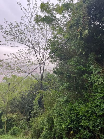The image shows a view of a wooded hillside in Donostia, Spain, located at the coordinates 43.321 latitude and -2.006 longitude. The scene features a large, bare-branched tree in the foreground, partially obscured by a thick stand of green foliage. Two utility poles are visible, supporting a network of overhead power lines. In the distance, a cityscape is visible, partially obscured by fog or haze and tree branches. The image was likely taken in the morning or evening, as the light is diffused and shadows are muted. There is no sign of any people or animals in the scene. The environment is characterized by lush vegetation, indicating a temperate climate.
