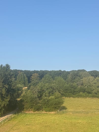 The image shows a bright, clear blue sky above a dense, green forest. The forest is comprised of various trees, with a mix of evergreen and deciduous species. In the foreground, a sunlit meadow with green grass stretches out, bordered by a low fence. A dirt path runs along the left side of the meadow, leading into the trees. To the right of the path and meadow, a section of the forest has been cleared, revealing a patch of uneven, yellowish-brown terrain. The overall scene suggests a rural or semi-rural setting, likely in Köppern, Germany, given the provided location. There are no people or animals visible in the image.