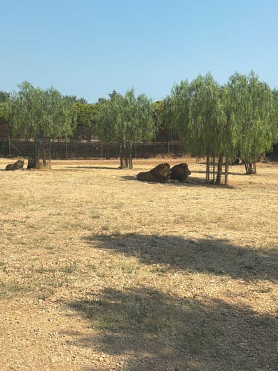 The image shows an outdoor enclosure for lions, likely at a zoo or safari park, under a clear blue sky. The ground is covered with dry, yellowish grass and gravel. Several trees with green, drooping foliage are present, providing some shade.

In the foreground, the ground is mostly dry grass and gravel, with some patches of sparse green vegetation. Shadows from the trees are cast across the ground.

In the mid-ground, two adult male lions are lying down. The lion on the left is facing to the left, with its head raised. The lion on the right is facing to the right, with its head down. They are positioned under the shade of a tree, near some protective metal structures which appear to be part of the enclosure. Further to the left, two other lions are lying down, smaller and further away, partially obscured by a metal fence and structure.

In the background, a wire mesh fence stretches across the scene, separating the enclosure from the area beyond. Behind the fence, there are more trees and vegetation, with a brick wall visible in some sections. The overall impression is of a dry, sunny environment designed to house these animals.

The image was taken in Fasano, Italy.