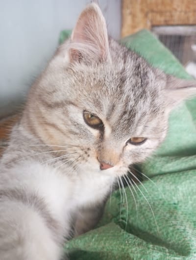 A domestic short-haired cat is depicted in a close-up, head-and-chest view. The cat possesses silver-grey tabby markings on its head and ears, transitioning to white fur on its chest and underbelly. Its eyes are amber-yellow, and its nose is pink. The cat is oriented downwards and slightly to its right, with its left eye partially closed and its right eye more open. It appears to be resting on a textured, folded green fabric, possibly a blanket or towel. The background features a light blue-grey surface on the upper left and a darker, indistinct brown or wooden surface on the upper right. The specific location in the city of Яромаска, Russia, is not visually discernible from the image content.