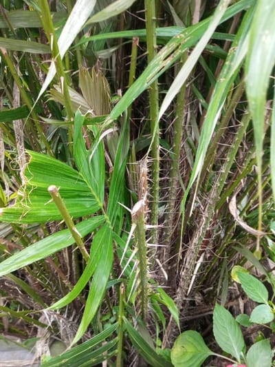 The image displays a close-up view of dense, thorny vegetation located in Naya Andura, India. The scene is dominated by multiple vertical plant stems, uniformly green and heavily covered with sharp, pale-colored thorns protruding at various angles. Some of these stems appear to have been cut horizontally at their upper ends. Interspersed among the thorny stems are several broad, green leaves, some elongated and frond-like, while others, in the lower right, are smaller and rounder. The background consists of a thick, interwoven mass of similar spiky stems and foliage, creating a dense growth. No individuals, animals, specific actions, or interactions are visible within the frame.