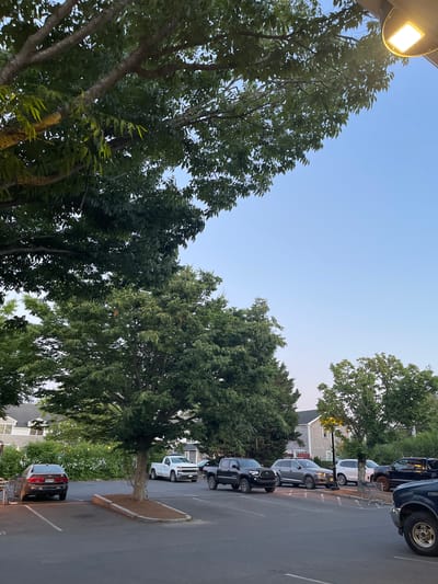 The image depicts a parking lot in Edgartown, USA, under a clear sky. A large tree with lush green leaves dominates the foreground, with its branches extending over the scene. Several cars are parked in designated spots, including a dark-colored sedan, a white pickup truck, a black pickup truck, and a grey SUV. A shopping cart is visible near some of the vehicles. In the background, buildings with light-colored siding and dark roofs are partially obscured by trees and vegetation. A street lamp with a glowing bulb is also present, casting a warm light. The overall impression is one of a quiet, daytime scene in a suburban or commercial area.