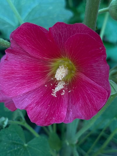 A close-up, eye-level shot captures a vibrant, deep pink hollyhock flower in bloom. The flower's petals are soft and slightly ruffled, with delicate, lighter pink veins radiating from the center. The stamen cluster in the flower's core is a light, creamy yellow, dusted with pale yellow pollen. The background is a blur of lush green foliage and a stem, suggesting an outdoor setting, possibly a garden. The image appears to be taken in Zniatsovo, Ukraine, during daytime. No people are present in the image.