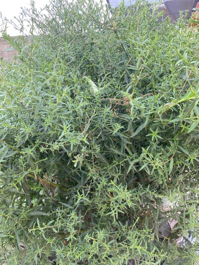A close-up, eye-level, medium shot captures a dense, green bush with numerous thin, needle-like leaves. The foliage fills the frame, with some brown, dried leaves interspersed amongst the fresh green. A faint, pale green insect, possibly a grasshopper, is visible in the upper center of the image, blending with the leaves. In the background, a blurry, light-colored wall is visible on the left, and a dark, indistinct object is partially seen on the right, suggesting an outdoor setting in an urban or suburban environment. The overall impression is one of abundant, untamed plant life. The image was taken in Babayurt, Russia.