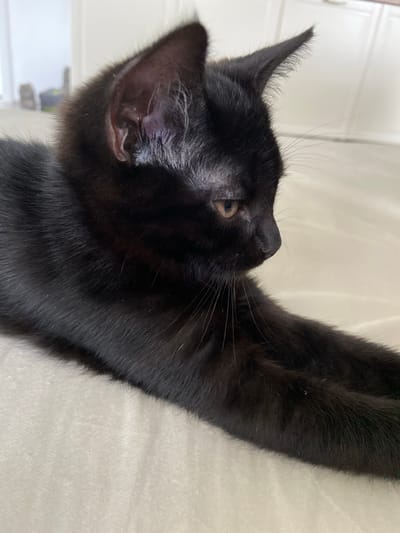 A close-up, eye-level shot shows a black kitten lying on a white, textured surface. The kitten's head is turned to the right, with its body extending out of frame to the left. Its fur is short and appears sleek. The kitten's right eye is visible, an amber color, and its gaze is directed to the right. Its whiskers are long and prominent. The background is out of focus, showing a white wall and a hint of natural light coming from the left. The scene is indoors, on what appears to be a bed or couch. The image does not contain any information to suggest a location in Meshcherskoye, Russia.