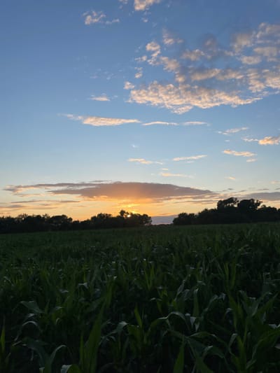 The image depicts a sunset over a field of green crops, likely corn, in Musiivka, Ukraine. The sky is a gradient of blue and orange, with scattered clouds tinged with the colors of the setting sun. A line of trees forms a dark silhouette against the horizon. The foreground is dominated by the lush, green stalks of the crops, which are densely packed and extend into the distance. The lighting suggests it is either early morning or late evening. There are no people or animals visible in the image.