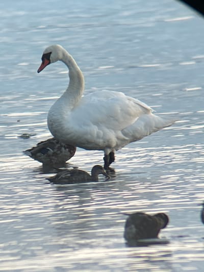 A Mute Swan stands in shallow water, its white plumage contrasting with the mottled brown and gray plumage of at least two ducks nearby. The swan's long, curved neck is visible, with its beak pointed downwards. One duck is positioned to the left of the swan, partially obscured by its body, and another smaller duck is in the foreground, also in the water. The water appears calm with reflections of light. The scene is likely in the vicinity of Haabneeme alevik, Estonia, given the context.