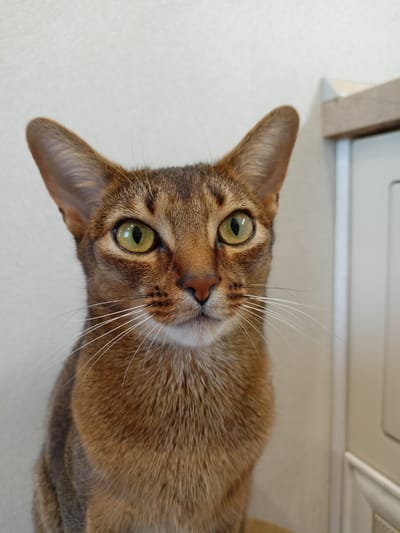 A close-up, head-and-shoulders portrait of an Abyssinian cat is featured in this image. The cat has distinctive ticked fur with a warm, reddish-brown base coat and darker tabby markings on its forehead and legs. Its large, almond-shaped eyes are a striking yellow-green with dark pupils, conveying a sense of alertness and curiosity. The cat's ears are large and set high on its head, characteristic of the breed, and are pointed upwards. White whiskers fan out from its muzzle, contrasting with the darker fur. The background is softly blurred, with a plain, light-colored wall on the left and a hint of a light-colored cabinet or doorframe on the right, suggesting an indoor setting. The lighting appears to be natural, possibly from a nearby window, and it highlights the cat's features. No text is visible in the image. The overall mood is calm and focused, centering entirely on the cat's attentive gaze. The image was taken in Volgodonsk, Russia.