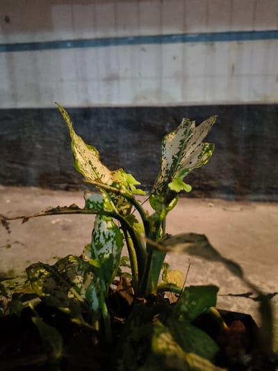 The image displays an ornamental plant, likely a *Dieffenbachia* or similar species, located in Tarqumiyah, Palestinian Territory. The plant, centered in the frame, features multiple broad, variegated leaves exhibiting a pattern of green and white or cream-colored mottling. Some leaves show minor imperfections or irregular edges. The plant stems emerge from a dark, partially visible container at the bottom of the frame. In the background, a dark, textured surface is visible behind the plant, transitioning upwards into a lighter-colored wall composed of rectangular panels or tiles, bisected horizontally by a distinct blue stripe. The scene is under dim, ambient lighting, illuminating the plant and the upper background wall more prominently. No individuals, actions, or specific interactions are depicted.