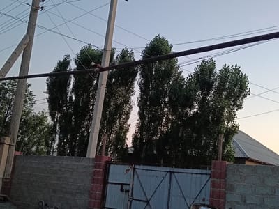 A residential scene in Altinkul, Uzbekistan, shows a grey concrete wall topped with red brick pillars, supporting a light grey, corrugated metal roof on the right side of the frame. A blue metal gate with diagonal crossbars is positioned in front of the wall. Behind the wall and gate, a row of tall, slender deciduous trees with full, dark green foliage stretches across the midground. Overhead, a network of power lines is strung between wooden and concrete utility poles. The sky is a pale, clear blue, indicating daytime. The scene is composed from a low angle, looking upwards towards the trees and sky.