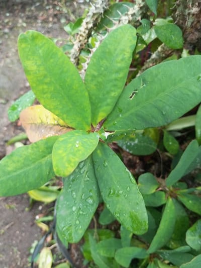 An overhead view captures a section of a plant, likely a succulent, situated in Kotakonda, India. The plant features numerous ovate-lanceolate leaves, primarily green with distinct yellow-green variegation or chlorotic patterning. Several leaves, particularly in the lower central and right areas, are covered with small, clear water droplets. One leaf in the upper right exhibits two irregular tears. A lower leaf on the left displays a more pronounced yellow-brown discoloration. The plant's central stems appear reddish-brown. The immediate foreground shows dark, moist soil, with the rim of a dark pot visible in the lower left. The background features blurred green foliage and hints of a lighter, textured surface, possibly another plant or a moss-covered substrate. No individuals, animals, or explicit actions are depicted.