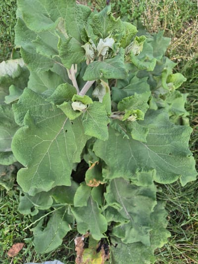 This is a close-up, overhead shot of a large, leafy green plant growing in a grassy outdoor setting. The plant has broad, lobed leaves with prominent veins, giving them a somewhat rough or textured appearance. The leaves are a vibrant green, though some areas show signs of wilting or discoloration, with hints of brown and yellow appearing in a few spots. The plant's stems are visible, thick and sturdy, with some smaller, curled leaves or buds clustered near the center.

The surrounding environment is primarily composed of green grass, with some drier blades and fallen leaves also visible. The lighting suggests it is daytime, with natural light illuminating the plant. There are no people or animals in the frame, and no text is visible. The scene depicts a close-up view of the plant in its natural habitat, likely in a field or garden, with no specific activity or event taking place beyond the plant's growth. The setting appears to be in Tekeli, Kazakhstan, as per the location context provided.