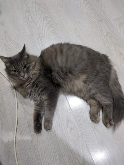 A fluffy, long-haired grey cat is lying on its back on a light-colored wooden floor. The cat's eyes are wide open and a vibrant green, and its gaze is directed slightly upwards and to the side, giving it an alert and curious expression. Its mouth is slightly open, revealing a hint of pink tongue. The cat's fur is a mix of grey and lighter grey or white tones, with darker tabby markings visible on its paws and tail. The tail is bushy and curled upwards. One of the cat's front paws is extended towards the camera, with its claws retracted. A thin white cable runs across the floor near the cat's body. The lighting suggests an indoor environment, possibly during the daytime given the brightness of the floor. The scene is static, with the cat in a relaxed, playful, or perhaps slightly surprised pose. There is no visible text in the image. The setting appears to be a home interior.
