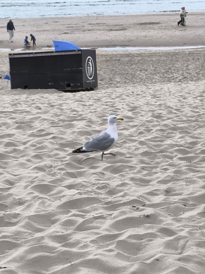 A seagull stands on a sandy beach with ripples in the sand. In the background, a black dumpster sits on the sand. A blue umbrella is leaning against the dumpster. Two children are playing near the dumpster. Further in the background, two people are walking on the beach, and one person is walking away from the camera. The ocean is visible in the distance. The location is the beach in Bergen, Netherlands.